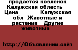 продается козленок Калужская область  › Цена ­ 3 000 - Калужская обл. Животные и растения » Другие животные   